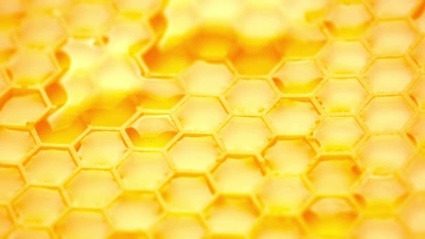 Медоносні Клітини Віск Медом Зберігання Меду Медового Гребінця Бджолою — стокове відео