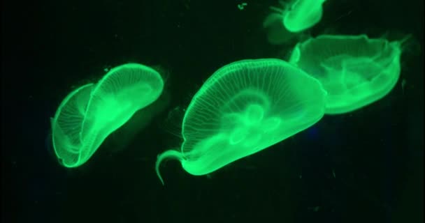 Footage Colorful Jellyfish Floating Underwater Spectacular View Deep Sea Dive — Stock Video