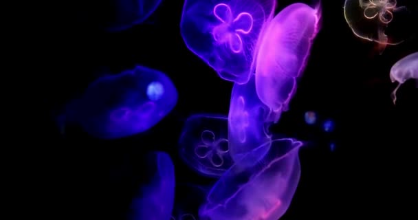 Unterwasserwelt Der Quallen Nahaufnahme Aufnahmen Von Einigen Quallen Schwimmenden Aquarium — Stockvideo