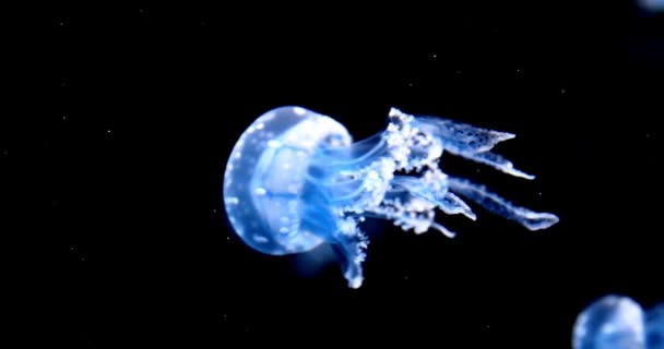 4K映像 深海動物野生動物生態系のカラフルなクラゲ浮遊水中動物界野生動物の背景 — ストック動画