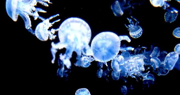 Graceful Jellyfish Underwater World Deep Sea Animal Close Footage Many — Stock Video