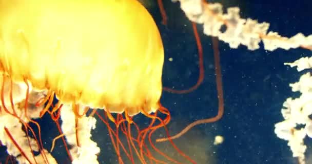 Záběry Barevné Medúzy Plovoucí Pod Vodou Nádherný Pohled Hluboké Moře — Stock video