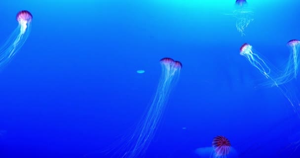 Group Jellyfish Swimming Water Blue Glowing Dive Sea Close Underwater — Stock Video