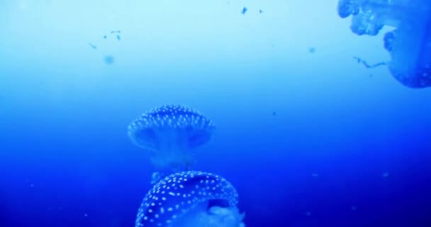 Grupa Meduzy Pływanie Wodzie Niebieskim Świecące Nurkowanie Morze Zbliżeniu Podwodne — Wideo stockowe