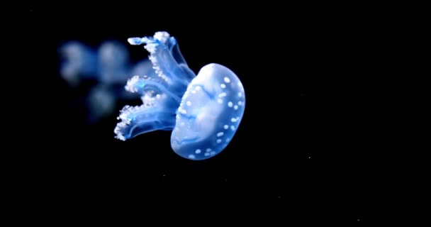Skupina Medúz Plavání Vodě Modré Zářící Potápění Moře Close Podvodní — Stock video