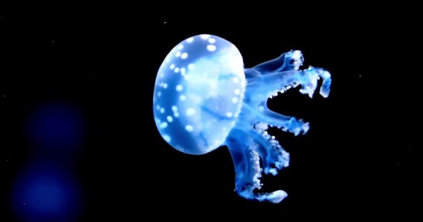 Jellyfish Deep Blue Sea Soft Background Aquarium Swim Ocean Reef — Stock Video