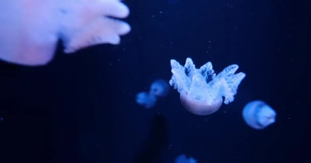 青い輝く海の中で泳ぐクラゲの群れが水中野生生物の生態系に接近 子実体メデューゾア — ストック動画