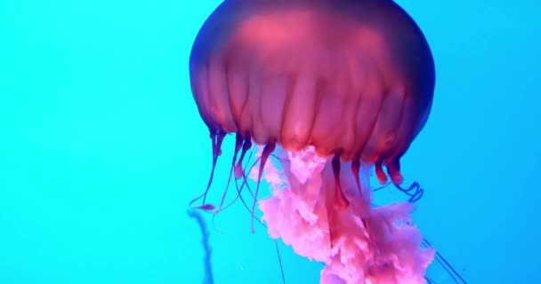 クラゲ深い青い海のソフト背景水族館海のサンゴ礁自然海洋生物壁紙の背景水中で撮影 — ストック動画
