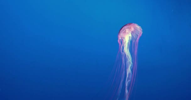 Footage Colorful Jellyfish Floating Underwater Spectacular View Deep Sea Dive — Stock Video