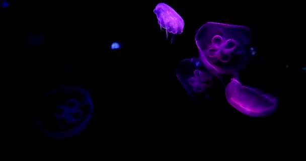 Groep Glanzende Levendige Fluorescerende Kwallen Gloeien Onderwater Fantasie Hypnotiserende Mystieke — Stockvideo