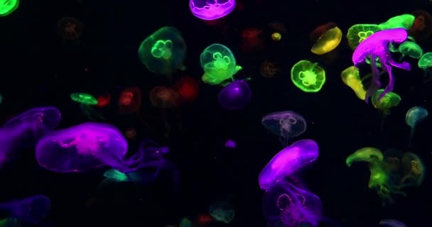 群光沢のある鮮やかな蛍光クラゲの輝き水中ファンタジー催眠神秘的な海の自然動物海洋魚の背景 — ストック動画
