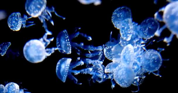 Jellyfish Deep Blue Sea Soft Background Aquarium Swim Ocean Reef — Stock Video