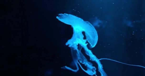 Underwater World Jellyfish Close Footage Some Jellyfish Swimming Aquarium Travel — Stock Video