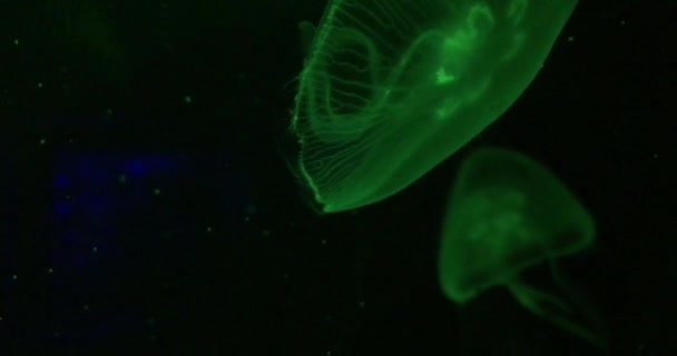 水母的水下世界一些水母游水族馆旅游目的地野生动物美丽的特写镜头 — 图库视频影像