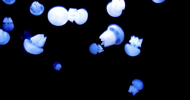 海洋自然动物水母在黑暗的深海海洋鱼类背景下发光水下潜水旅游概念广告 — 图库视频影像
