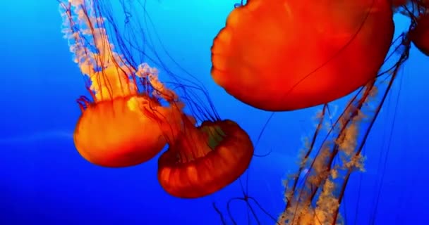 海底湖黄鲜亮的橙色奇异的深蓝色海软底水族馆可爱的抽象美味水海洋野生动物 — 图库视频影像