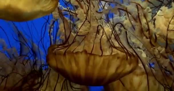 Untersee See Gelb Hell Orange Exotisch Tiefblau Meer Weich Hintergrund — Stockvideo