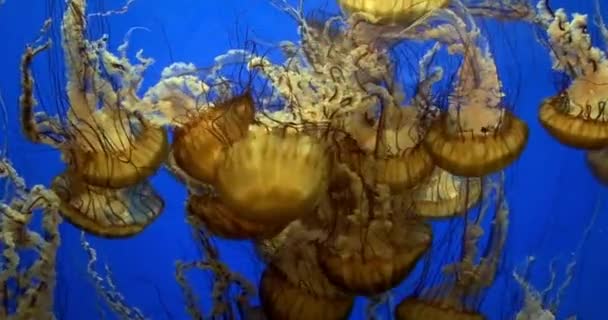 Lago Submarino Amarelo Laranja Brilhante Exótico Profundo Azul Mar Macio — Vídeo de Stock