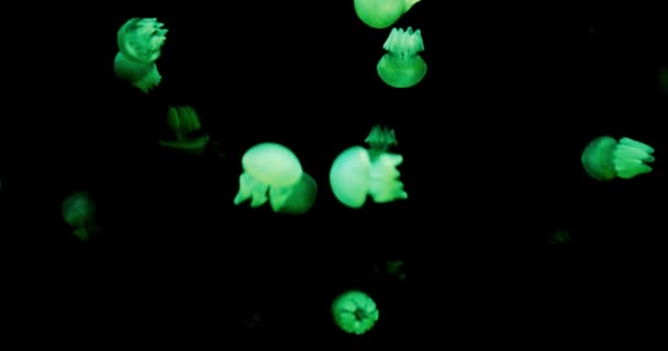 Imagens Medusas Coloridas Flutuando Fauna Subaquática Mundo Animais Profundidade Ecossistema — Vídeo de Stock