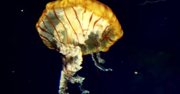 海底湖黄鲜亮的橙色奇异的深蓝色海软底水族馆可爱的抽象美味水海洋野生动物 — 图库视频影像