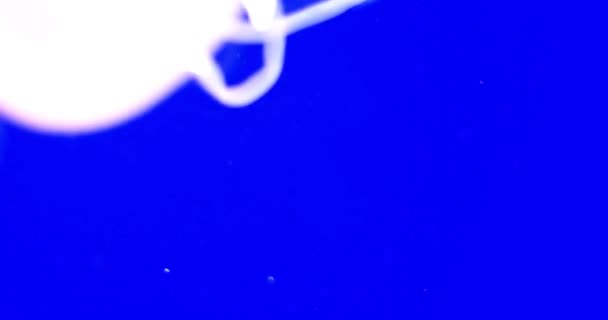 優雅なクラゲ水中世界深海動物クローズアップ 多くの発見されたクラゲの映像青の背景野生生物のダイビング — ストック動画