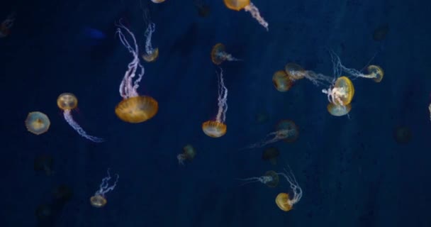 Cinemagraph Bright Transparent Blue Jellyfish Underwater Shots Glowing Water Marine — Stock Video