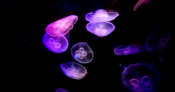 Запись Красочные Медузы Плавающие Водой Фауна Мира Глубоководных Морских Животных — стоковое видео