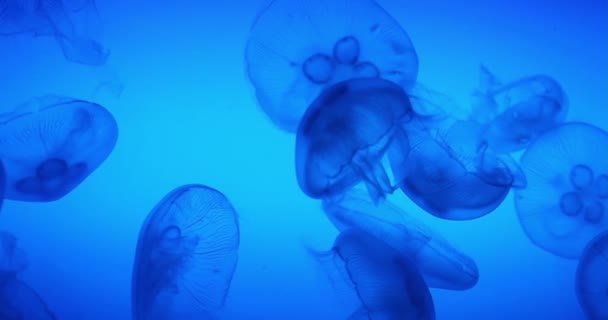 Cinemagraph Von Hellen Transparenten Blauen Quallen Unterwasseraufnahmen Glühendes Wasser Meereslebewesen — Stockvideo