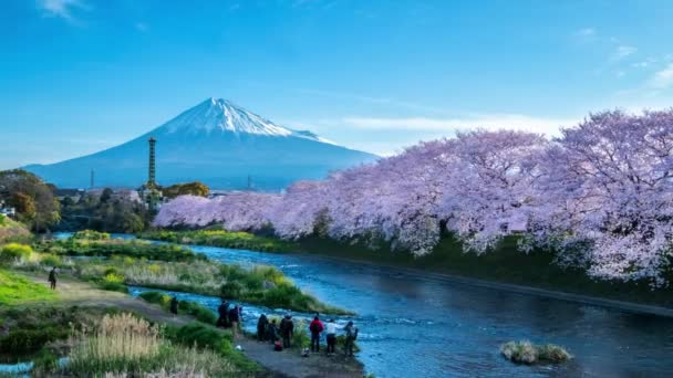 Tempo Lapso Paisagem Sakura Árvore Rio Com Montanha Fuji Fundo — Vídeo de Stock