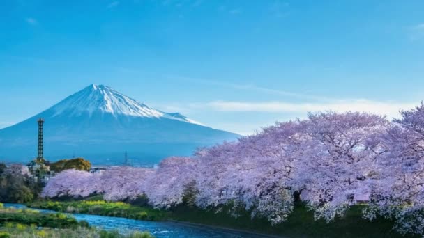 Time Lapse Landschap Sakura Boom Rivier Met Berg Fuji Achtergrond — Stockvideo