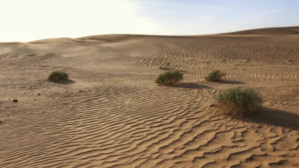 Desierto Sahara Naturaleza Viajes África Vista Sol Seco Vacaciones Arena — Vídeo de stock