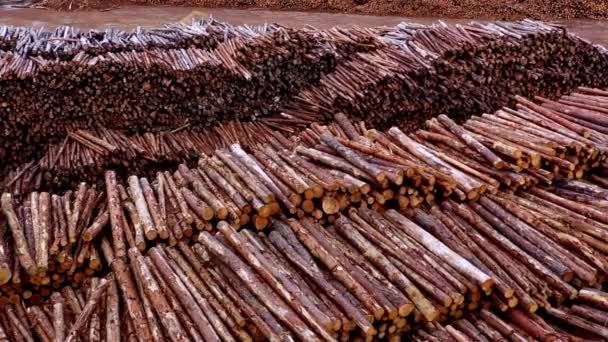 堆放在储存背景上的冬季木材木柴的木桩木 林业建筑 — 图库视频影像