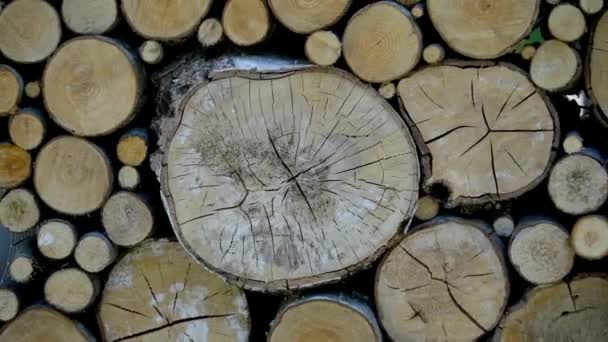用其他堆叠的木材背景把锯断的木树花纹放大 — 图库视频影像