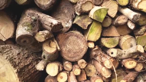 Dřevěné Hromady Dřeva Lesní Palivové Dříví Zásoby Pro Zimní Dřeviny — Stock video