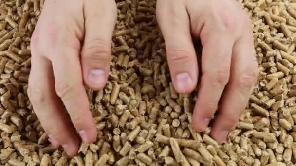 Produktion Träpellets Pressat Trä Som Alternativt Biomassabränsle För Uppvärmning — Stockvideo