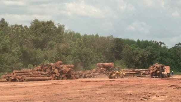 Las Wylesianie Drzewo Drewno Zielony Natura Wideo — Wideo stockowe
