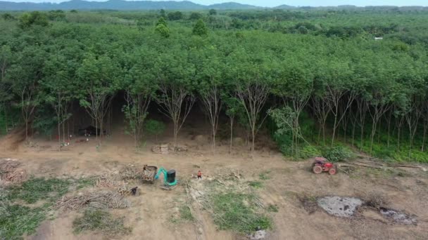 Penggali Penebangan Hutan Brazil Forest — Stok Video
