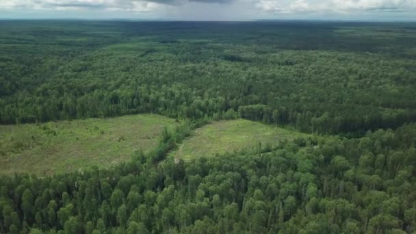 Εναέρια Άποψη Δάσος Αποψίλωση Υλοτομία Βίντεο — Αρχείο Βίντεο