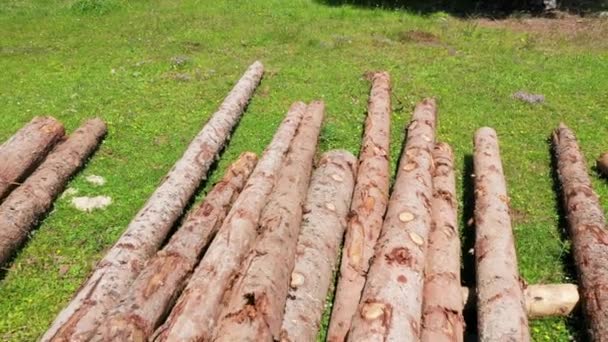 Desflorestação Desmatamento Limpeza Desmatamento Remoção Uma Floresta — Vídeo de Stock