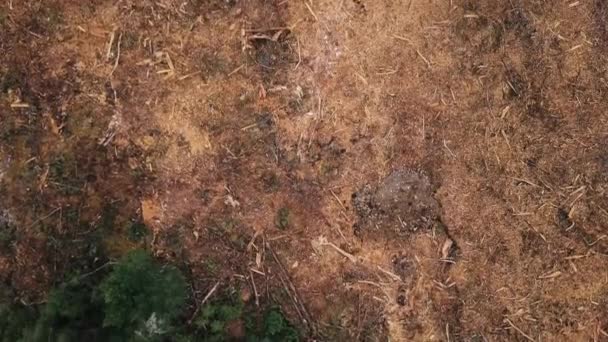 Обезлесение Тропических Лесов Амазонки Видео Глобального Потепления — стоковое видео