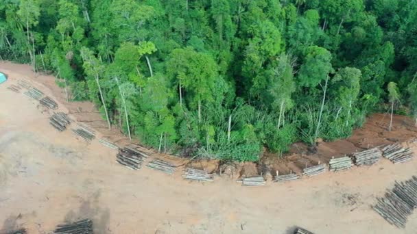 Vista Aérea Deforestación Forestal Tala Vídeo — Vídeos de Stock