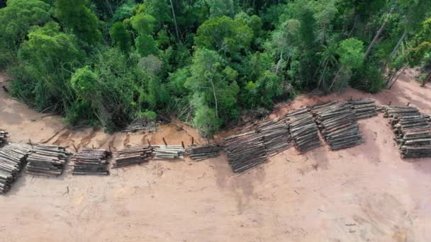 Ormanların Orman Tahrip Edilmesi Iklim Değişikliği Yağmur Ormanları Video — Stok video