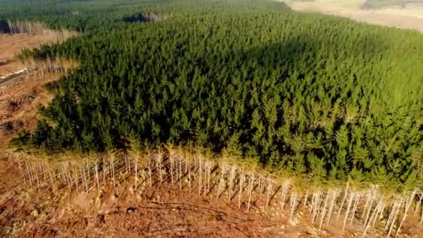 Odlesňování Znehodnocování Lesů Změna Klimatu Video Pozadí — Stock video