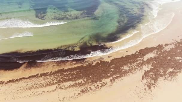 Wyciek Oleju Plaży Szkody Dla Środowiska — Wideo stockowe