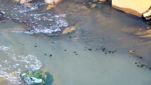 Fabrika Yakınlarındaki Nehirde Endüstriyel Atık Kirliliği — Stok video