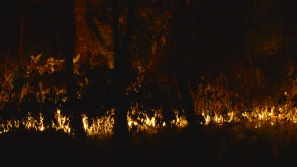 Löpeld Katastrof Kalifornien Farlig Och Förödande Skogsbrand — Stockvideo