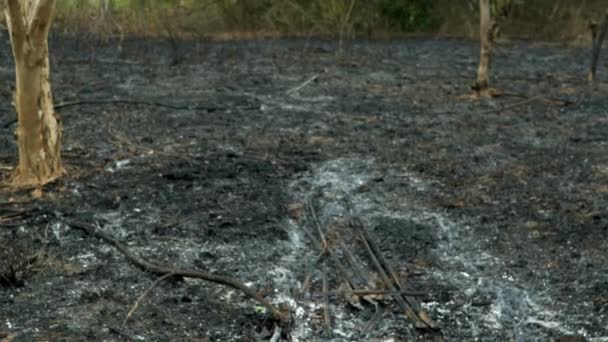 Setelah Asap Kebakaran Membersihkan Asap Beracun Udara Dan Abu Tanah — Stok Video