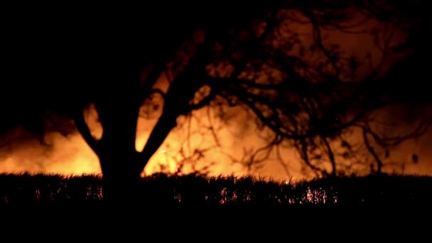 Incendies Forêt Feux Forêt Changement Climatique Menace Environnement Dans — Video