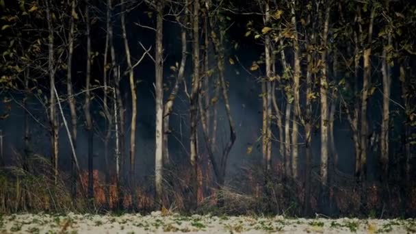 Лесные Пожары Природные Пожары Изменение Климата Окружающей Среды — стоковое видео