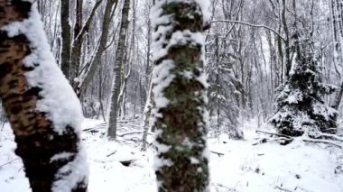 Çam ormanı, kışın kar, doğa manzarası.